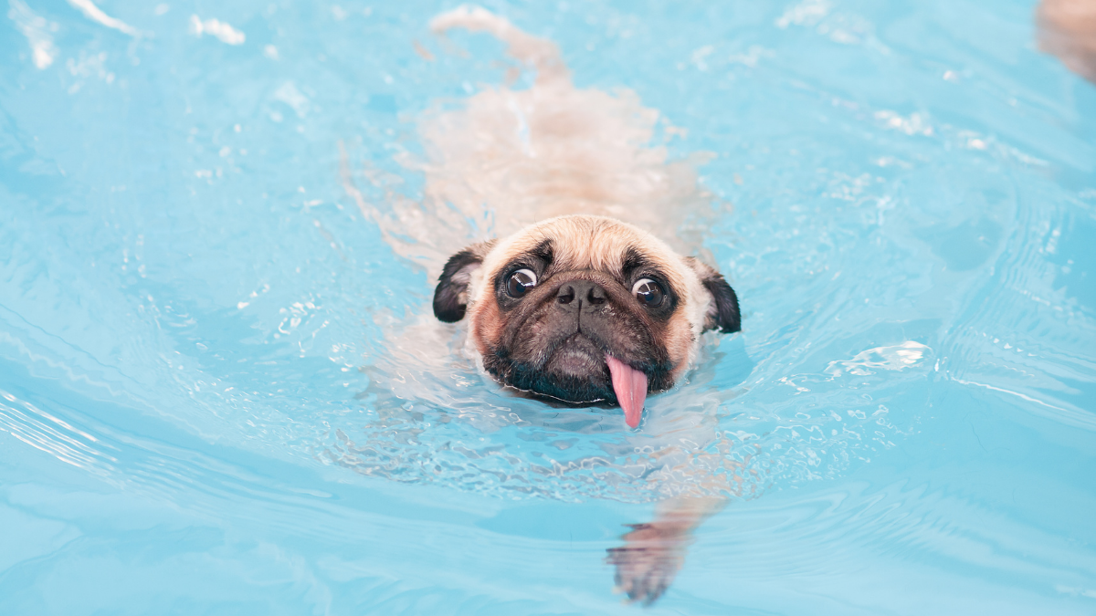 Nadar a perrito.